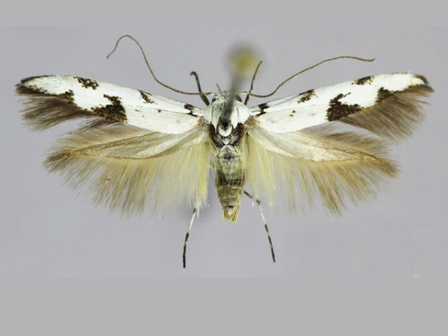 Scythris albonigrella